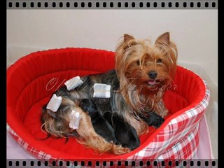 Diaporama déesse et ses bb nés le 27.03.2010