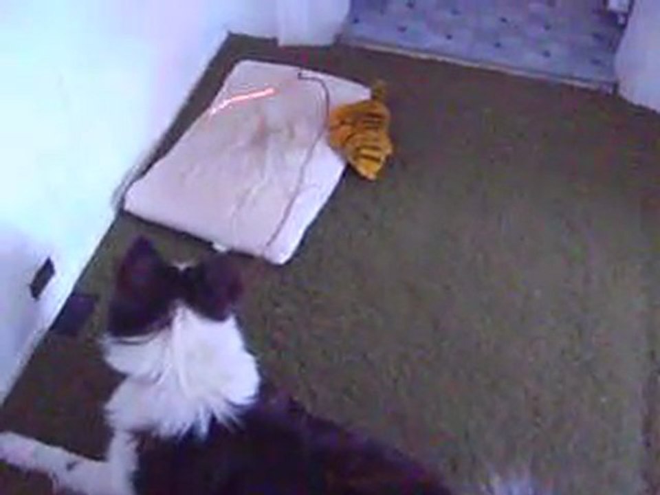 Maynard vs. Laser Pointer