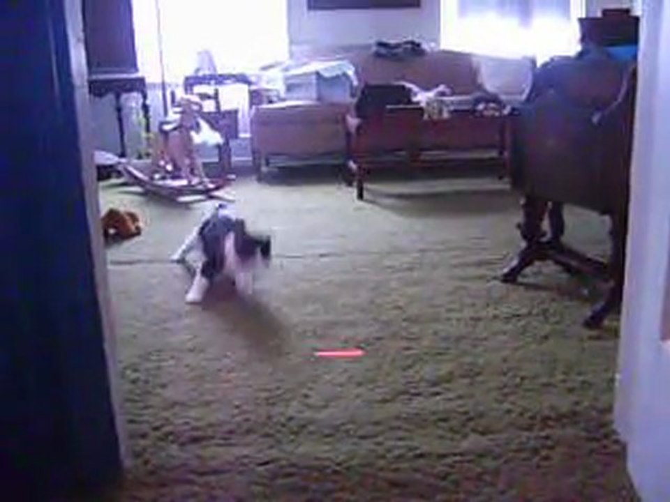 Tammy vs. Laser Pointer 1