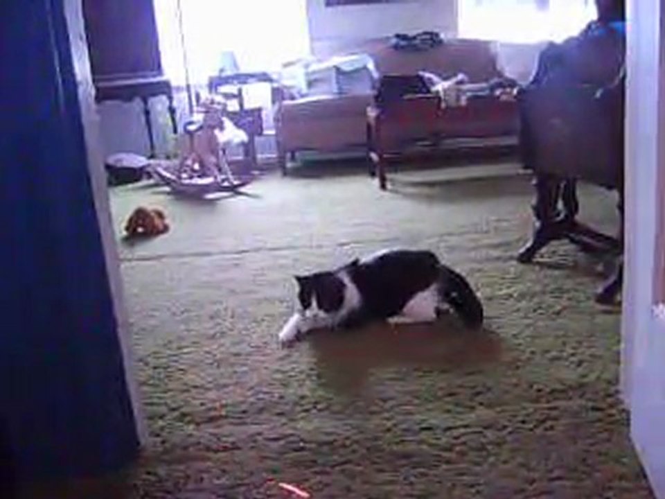 Tammy vs. Laser Pointer 2