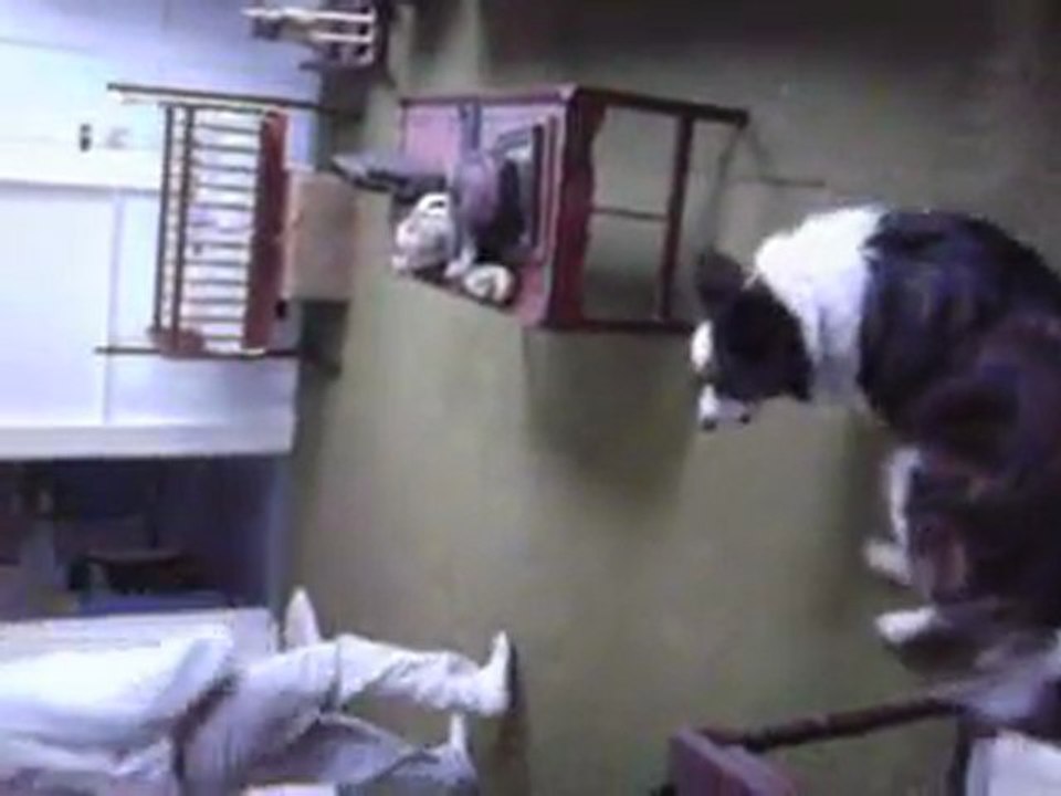 Sweet Chin Music to Maynard the Dog