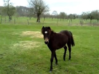 ELEVAGE DU HAUT BARR 1/3