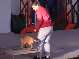 agility le quesnoy 2010