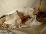 Un chat qui fait la toilette à un renard ! -