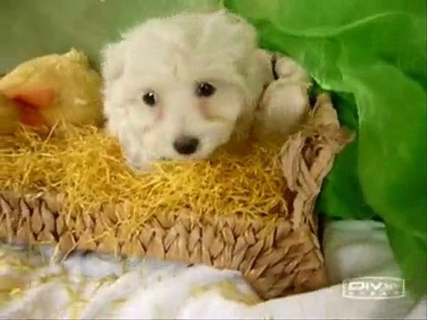 Maltezer pups beschikbaar