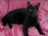 Wobbly bombay cat pics http://www.breedsofcats.info