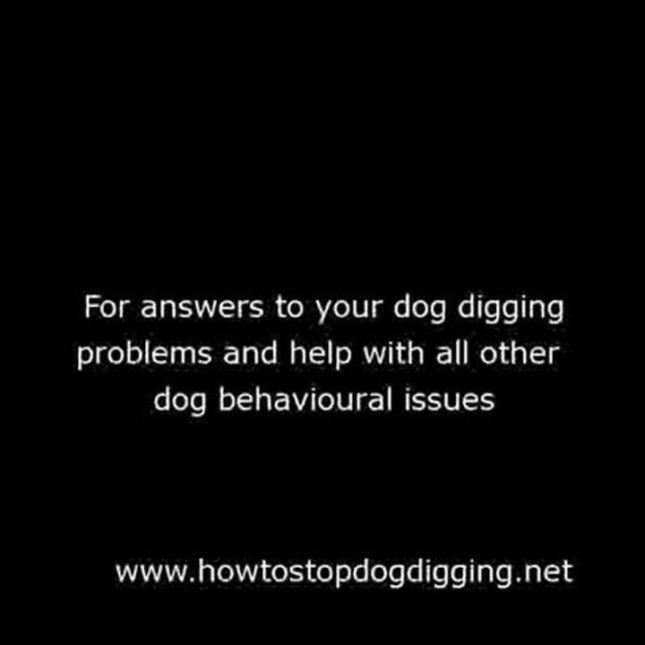 How To Stop Dog Digging