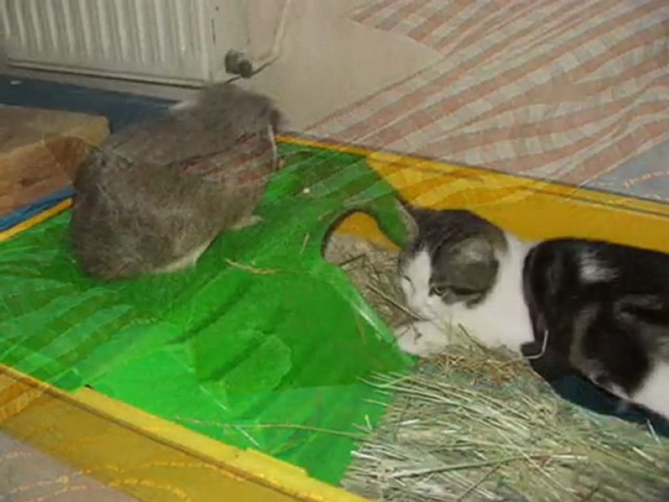 Mes chats