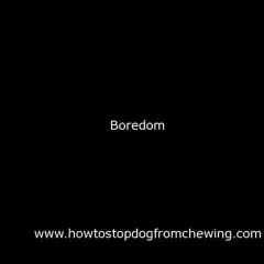 How To Stop Dog From Chewing