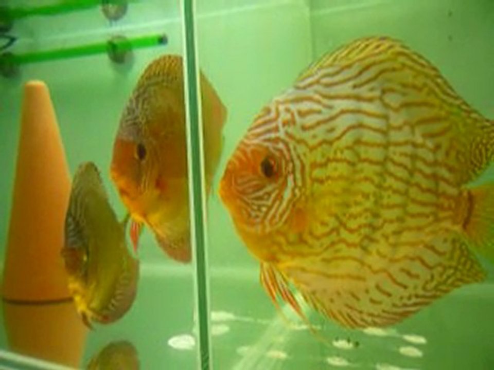 couple phong en repro