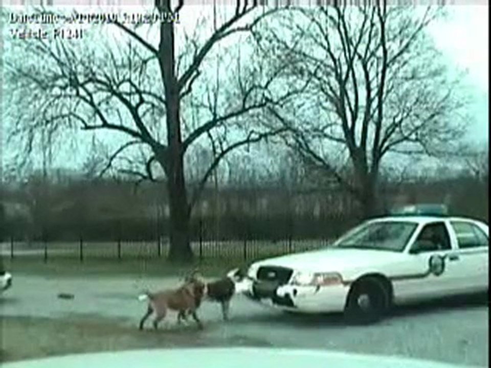 Un chien détruit le pare-chocs d'une voiture de police