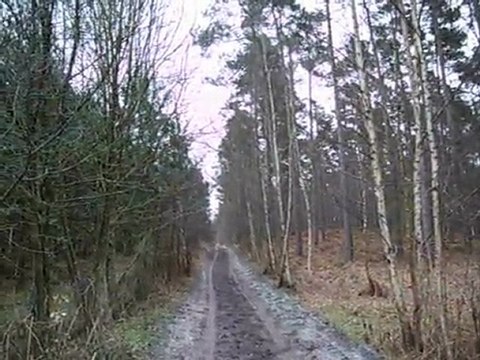Chasse à courre du chevreuil : passage d'un chemin de forêt