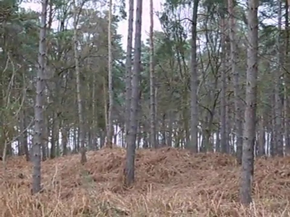 Chasse à courre du chevreuil : menée en sous-bois