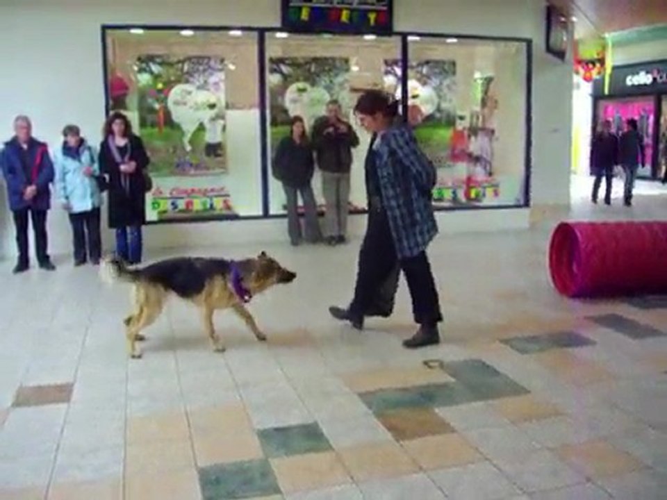 démo obé rythmée, printemps des animaux cora