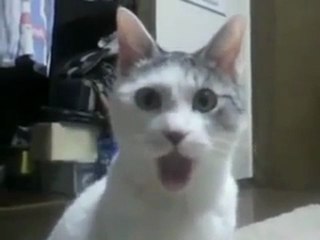 Bihter ve Behlülün Yasak Aşkına Şahit Olan Kedi