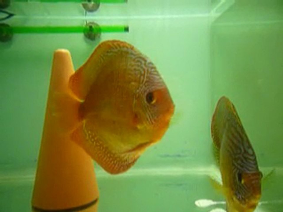 couple phong en repro