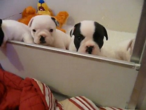 CHIOTS CHANIA-DEÏA & AL CAPONE 1 MOIS