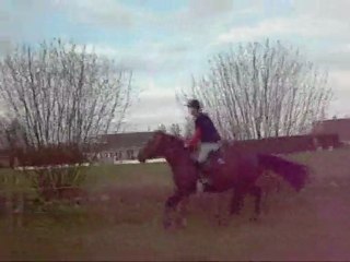 Poney ! Je t'aime <3