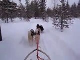 Huskies safari in Lapland