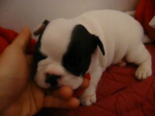 Fair-Play Boy 1 MOIS