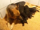 chiots berger allemand 27 mars 2010