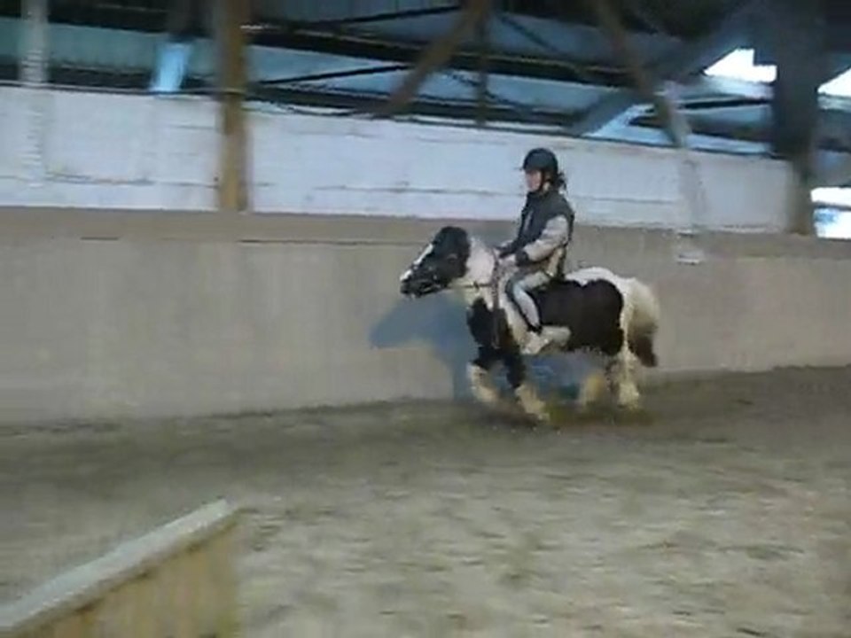 saut vertical shetland