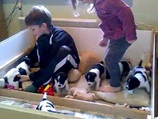 Les BB Schapendoes à un mois