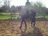 dressage en licol