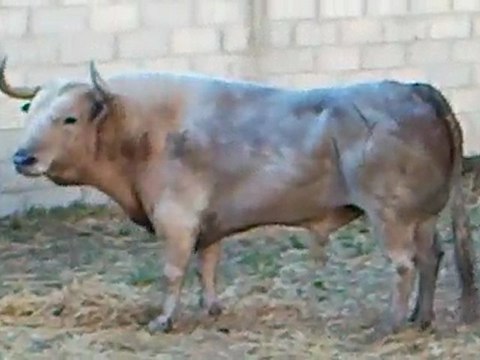 Toros de la corrida concours Arles 2010