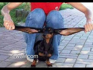 funny cats, dogs video -- funny forward emails... rewali.com