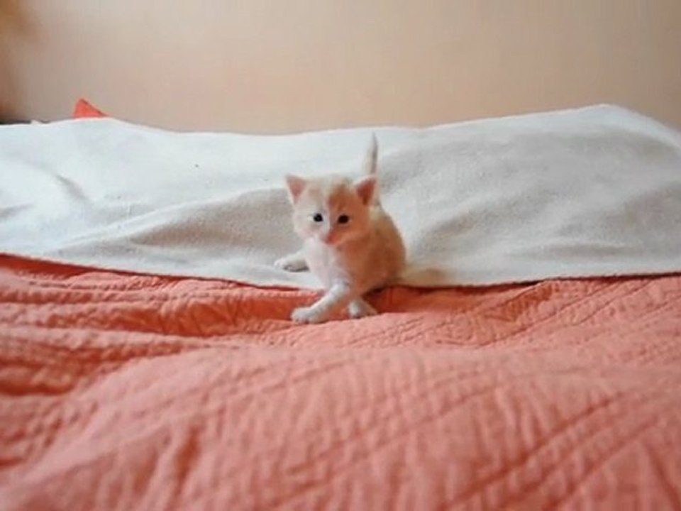 Foxy Lady