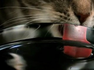 Amazing Slow Motion Cat Drinking2