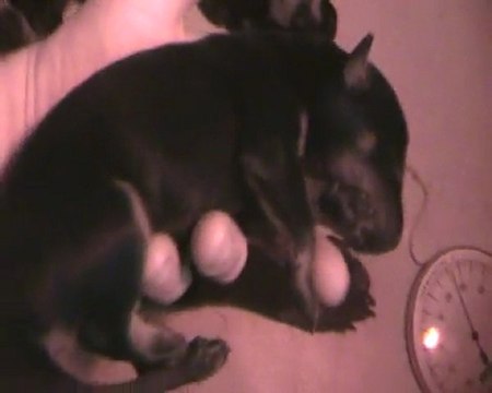 LES CHIOTS DES GARDIENS DE LA NACRE