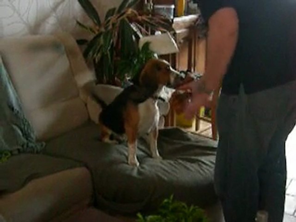 lucky et l'os plus gros que lui (enfin presque))