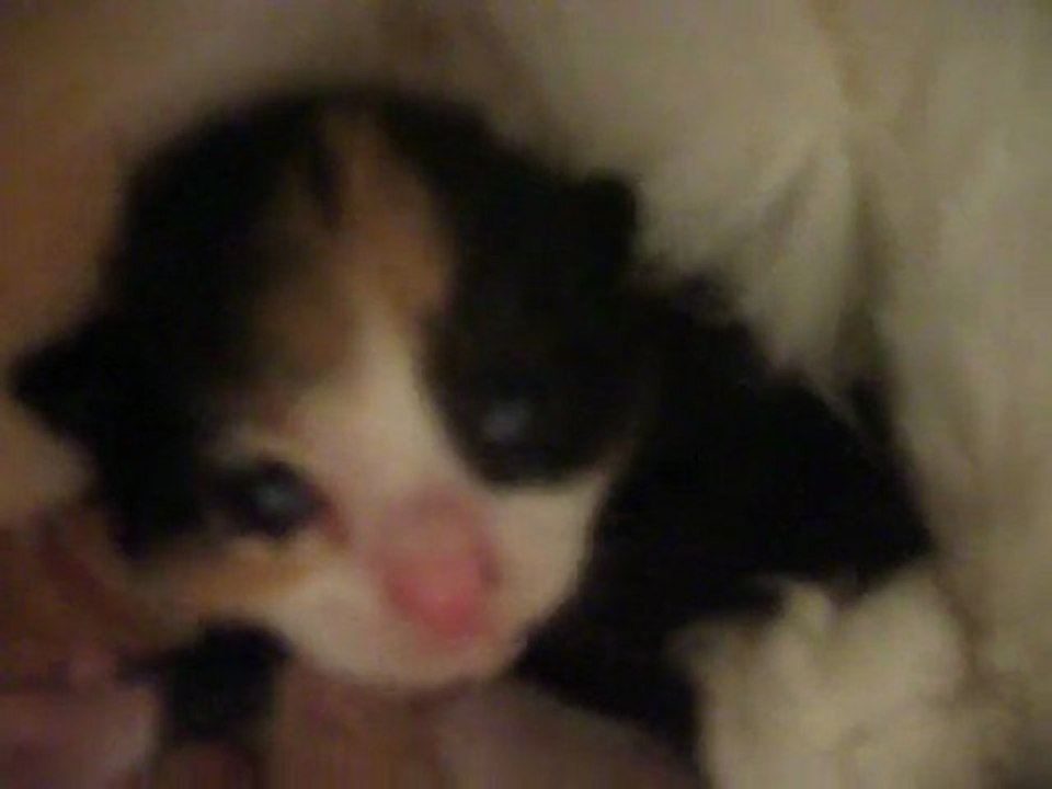 Regard de chaton