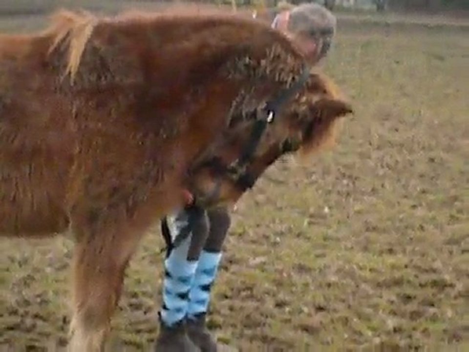 Mambo (L)