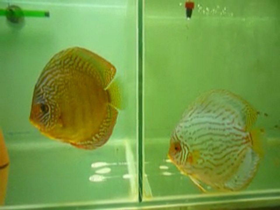 discus en bac de repro