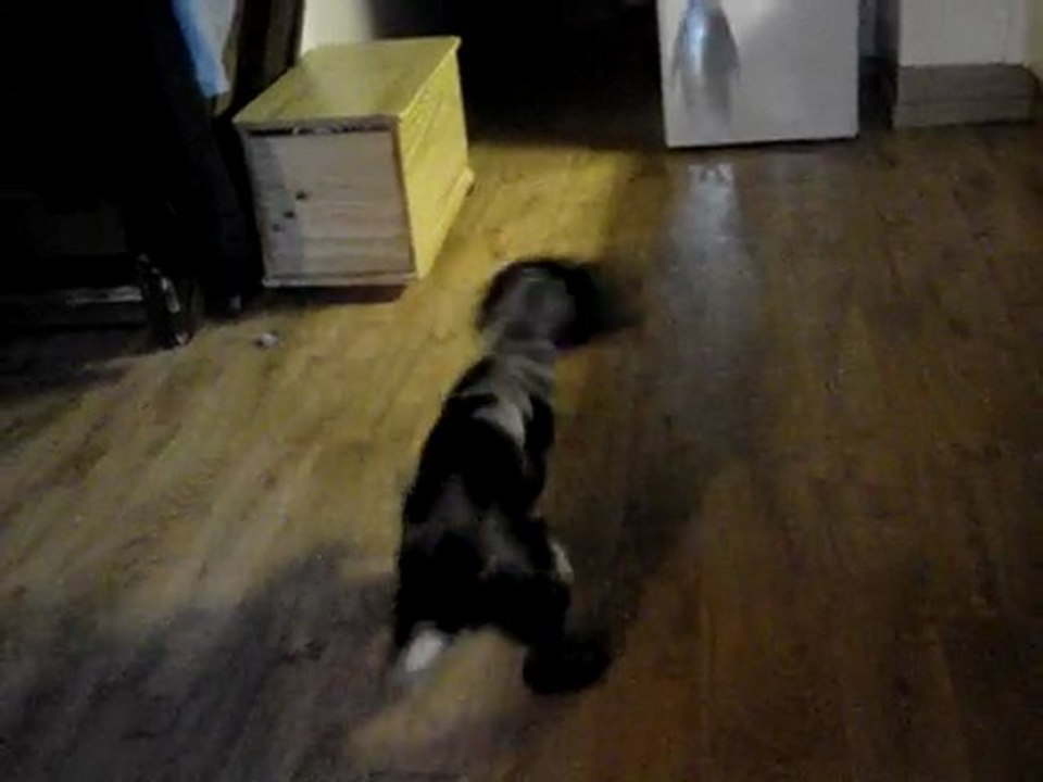 Ebène fait du rodéo