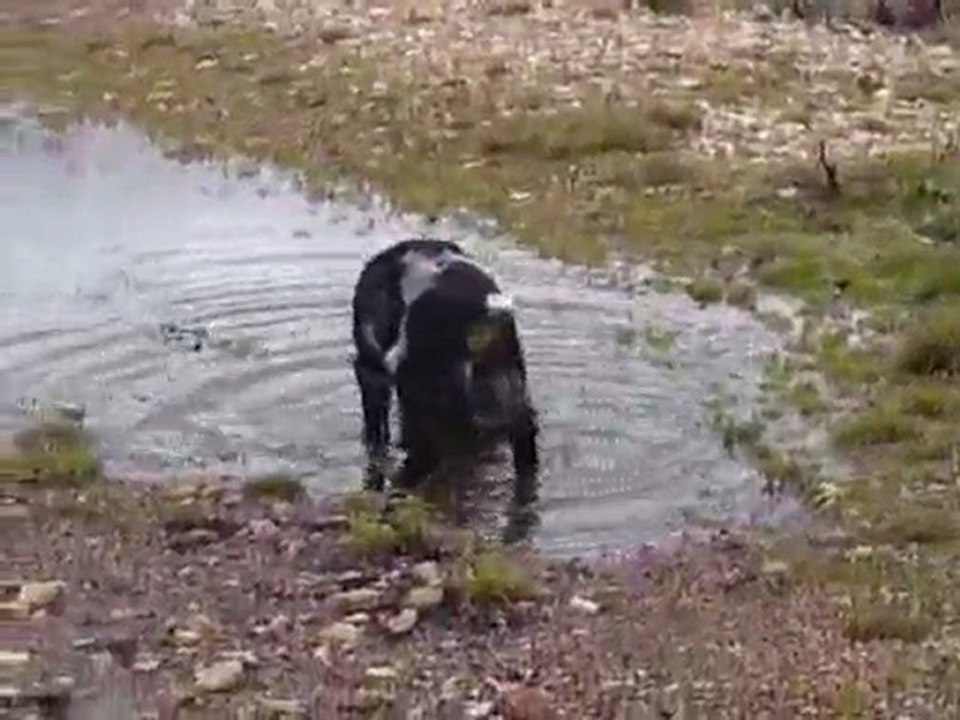 Ebène découvre les flaques d'eau