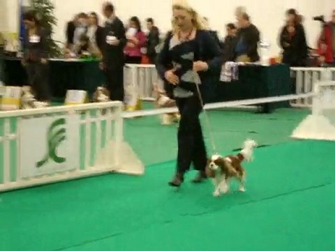 nationale d'élevage 2010 orléans cavalier king charles