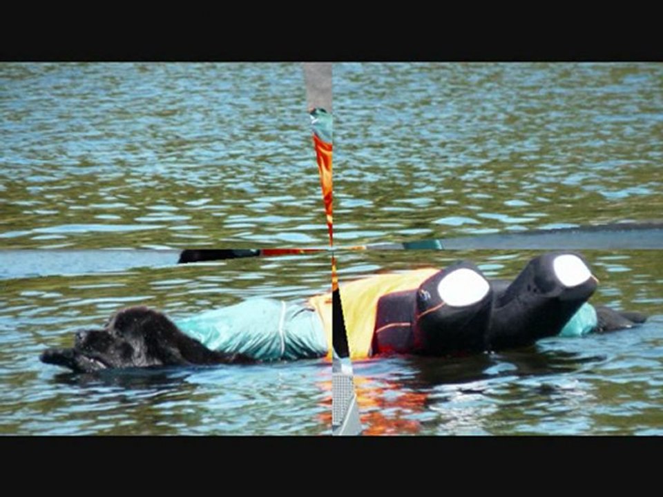 Les Terre~Neuve des Seigneurs des Ô