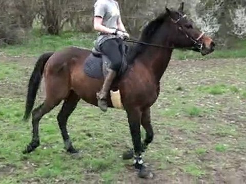 dressage pur sang réformé