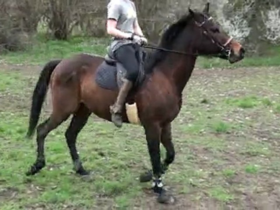 dressage pur sang réformé