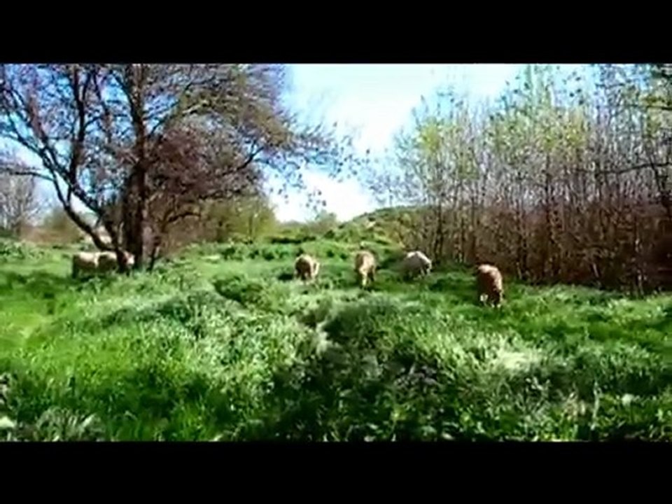 Premier jour de pâture en liberté le 28 mars 2010