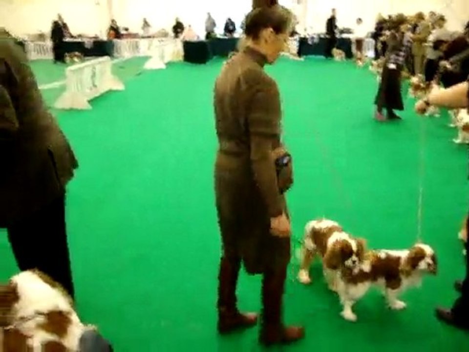nationale d'élevage 2010 orléans cavalier king charles