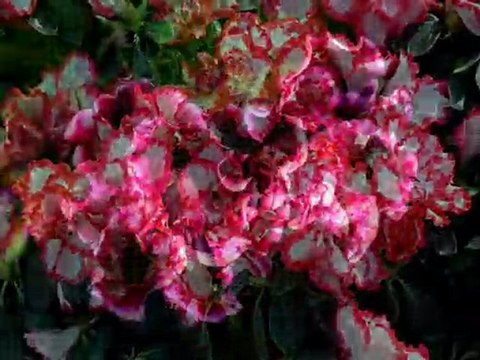 Ernesto Cortazar - Spring