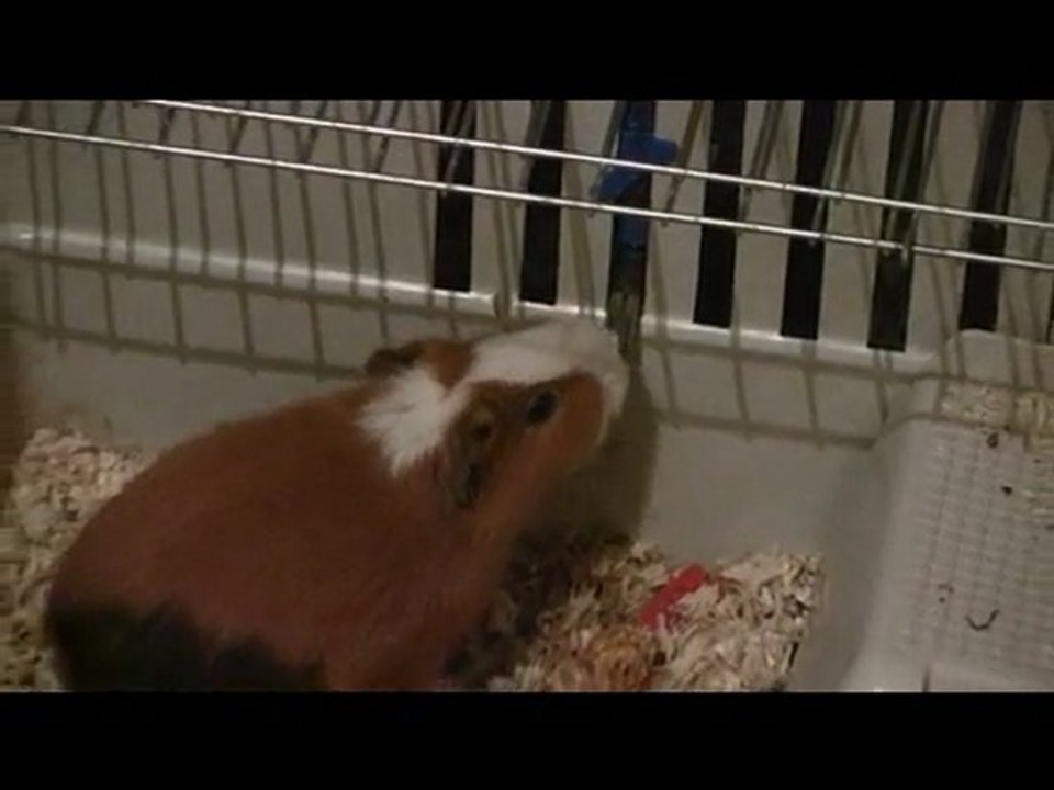 Au revoir Noisette...