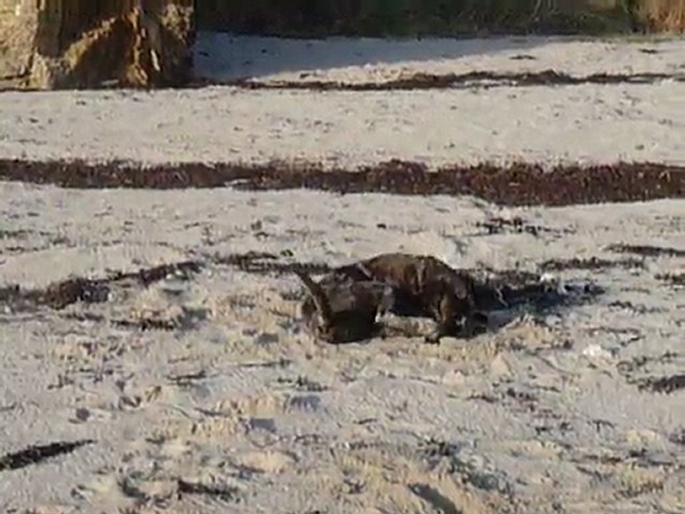 EWANE à la mer, Mars 2010 4