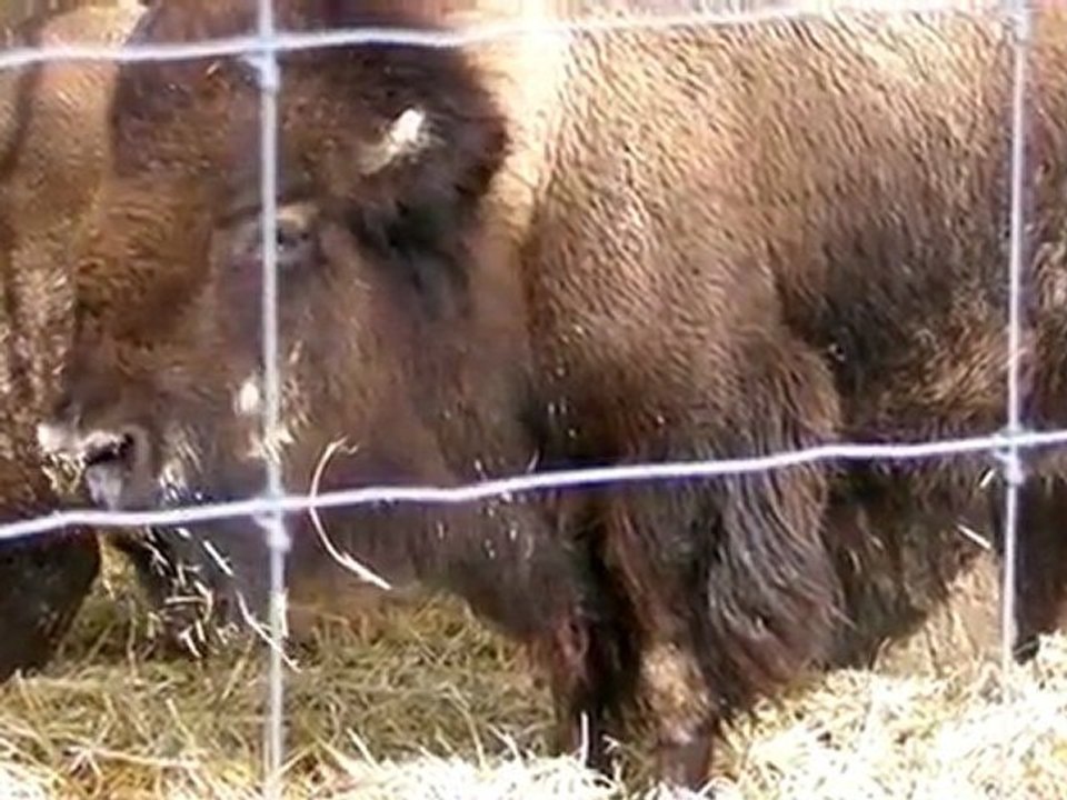 bison  à Boncourt (suisse)