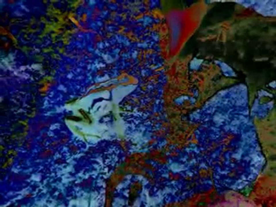 VIDEO-PORTRAIT